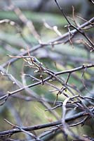 Branches with buds.