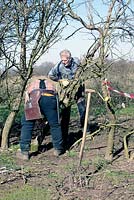 English team at work. Bending the trunk - second step for braiding the hedge in broken technique.