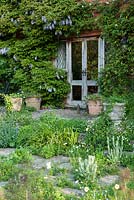 Border and paving beside Grade II Jacobean manor house is self seeded with lychnis, fennel, ox-eye daisies, aquilegias and forget-me-nots, plus irises and alliums. King John's Nursery, Etchingham, East Sussex, UK