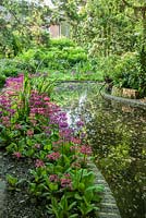 Pink and magenta candelabra primulas ring the secret pond in the woodland garden. King John's Nursery, Etchingham, East Sussex, UK
