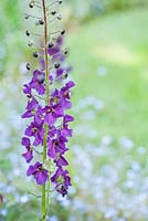 Purple verbascum surrounded by forget-me-nots in a circular bed in the formal garden. King John's Nursery, Etchingham, East Sussex, UK