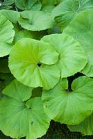 Large leaves of Petasites japonicus, butterbur, beside the pond. King John's Nursery, Etchingham, East Sussex, UK