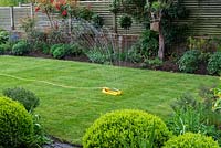 Lawn Restoration. As soon as the turf is laid, water thoroughly in early morning or evening, keeping moist for a few weeks, or until the turf is firmly established. 