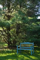Blue painted wooden bench on lawn under a Pinus strobus - White Pine tree in private backyard garden in late spring