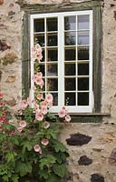 Alcea flowers outside a window on an old Canadiana cottage in summer