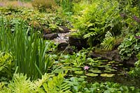 Pond with round stone water fountain, Eichornia crassipes - Water Hyacinth, pink Nymphaea - Water Lily, Typha latifolia - Common Cattails and bordered by Pteridophyta - Fern plants in private backyard garden in summer