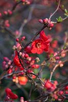 Chaenomeles x superba 'Crimson and Gold' - Japanese quince