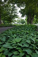 Hosta lined laneway at White Flower Farm, Connecticut USA