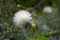 Calliandra haematocephala 'Alba' - Powder Puff Tree.  Private sub-tropical garden, Funchal, Madeira.  March