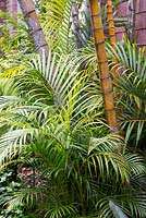 Dypsis lutescens -'Bamboo Palm'. Botanical Gardens, Puerto de la Cruz, Tenerife.  February.