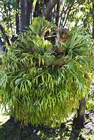 Platycerium bifurcatum - Stag's Horn Fern.  Private sub-tropical garden, Funchal, Madeira. March.