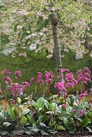 Bergenia 'Bizet' under Prunus x subhirtella pendula rosea plena. RHS Gardens, Wisley, Surrey