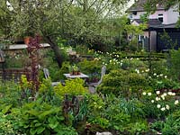 Quiet seating area amidst borders of tulips, daffodils, hellebores, ragged robin, euphorbia and ferns. 