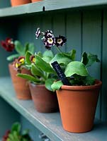 Close up of terracotta pots of auriculas on a shelf of the Auricula Theatre.