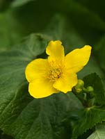 Caltha palustris, kingcup of marsh marigold, a perennial, aquatic marginal plant with golden flowers from spring.