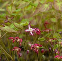 Epimedium x rubrum, Bishops Mitre, a perennial bearing dainty, dancing red and white flowers in spring.