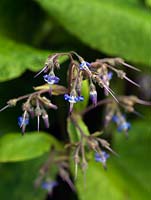 Trachystemon orientalis, a hairy perennial with hanging clusters of tiny blue flowers in spring.