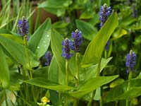 Pontederia cordata, Pickerel weed, a marginal aquatic perennial with lush foliage and spikes of blue flowers in summer.