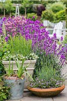 Pots of lavender set against backdrop of  aquilegia and Erysimum 'Bowles Mauve'.