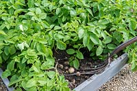 Raised bed of new potatoes are harvested.