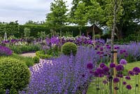 In box edged circle, trees are Crataegus prunifolia, white flowering hawthorn, which rise above a froth of Allium Purple Sensation, Allium Mont Blanc, foxgloves and white valerian and purple sweet rocket. Paths edged in catmint - Nepeta Six Hills Giant