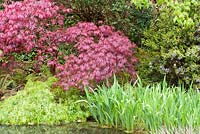 Iris, acers and azaleas around the pond. The Japanese Garden and Bonsai Nursery, St.Mawgan, nr Newquay, Cornwall