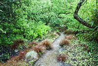 Uncinia rubra and ferns alongside a stream and path in the wild part of the garden below acers, willows and Cercis siliquastrum. The Japanese Garden and Bonsai Nursery, St.Mawgan, nr Newquay, Cornwall