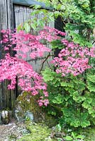 Bright new acer foliage mingles with a conifer against a bamboo fence. The Japanese Garden and Bonsai Nursery, St.Mawgan, nr Newquay, Cornwall
