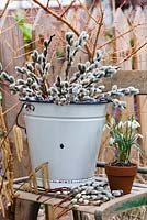 Snowdrops and catkins in spring display.