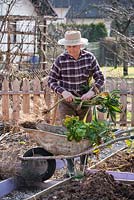 Early spring preparation of vegetable beds. Man pulling old plants to clear the bed.