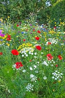 Pictorial Meadows border - Ammi majus, Bishops weed, Papaver rhoeas, Centaurea cyanus, Chrysanthemum segetum, Cosmos