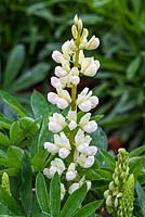 Lupinus polyphyllus 'Cathy's Ghost'