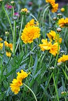 Coreopsis 'Sundrops'