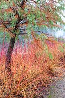 Cornus sanguinea 'Midwinter Fire' with Taxodium mucronatum - RHS Wisley