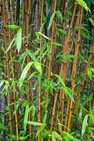 Phyllostachys aurea - Bamboo