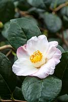 Camellia japonica 'Gertrude Preston'