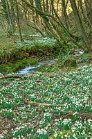 Galanthus nivalis - Snowdrop Valley, Exmoor