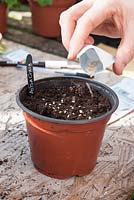 Sowing tomato seed 'Ailsa Craig'