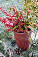 Frosty Ilex verticillata and mistletoe in red pot