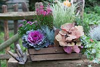 Autumn assemblage with ornamental cabbage, Festuca, Hedera, oak trug, tools and Carex