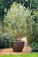 Olea europaea, Olive tree in container