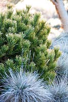 Pinus mugo 'Carsten's Wintergold' with Festuca 'Blauglut'. January.