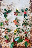 Selection of different ilex berries on rusty background.