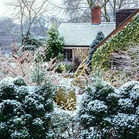 Small front garden of witch hazels, acers, hellebores, cyclamen, iris, conifer and snowdrop is transformed by an overnight snow fall.