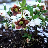 Helleborus x hybridus Ashwood Garden hybrids, a green and maroon spotted variety, flowers in winter in spite of snow.