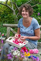 Making potpourri. Ruth Ridley removing rose petals ready for drying
