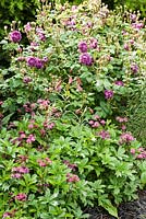 Colour themed planting with Rosa 'Cardinal de Richelieu', Astrantia major 'Claret' and lilies. Beaminster Manor, Beaminster, Dorset, UK