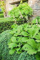 Rodgerisas, box, wisteria and yew. Tony Ridler's garden, Swansea, Wales, UK