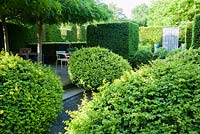 Large loose box shrubs beside a courtyard where four trained weeping ash, Fraxinus excelsior 'Pendula', provide a canopy of shade over seating areas