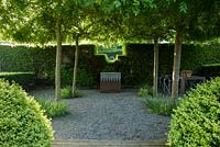 Gravelled courtyard area with four weeping ash, Fraxinus excelsior 'Pendula' forming a shady canopy, steel and lead container, and a seating area surrounded by yew hedging. 
